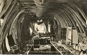 Skeleton of the whale, blackgang bazaar